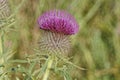 One big prickly red burdock flower Royalty Free Stock Photo