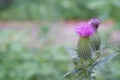 One big prickly red burdock flower on the stalk in the park Royalty Free Stock Photo