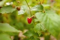 One big raspberry berry on a bush. Juicy berry Royalty Free Stock Photo