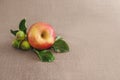 one big red apple and three unripe green apples on the sack Royalty Free Stock Photo