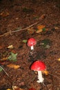 One big red and many small toadstools Royalty Free Stock Photo
