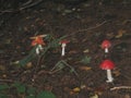 One big red and many small toadstools Royalty Free Stock Photo
