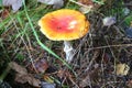 One big red and many small toadstools Royalty Free Stock Photo