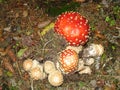 One big red and many small toadstools Royalty Free Stock Photo