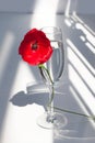One big red poppy flower on white table with contrast sun light and shadows and wine glass with water closeup top view Royalty Free Stock Photo