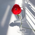 One big red poppy flower on white table with contrast sun light and shadows and wine glass with water closeup top view Royalty Free Stock Photo