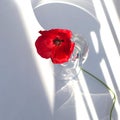 One big red poppy flower on white table with contrast sun light and shadows and wine glass with water closeup top view Royalty Free Stock Photo