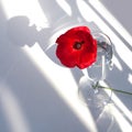 One big red poppy flower on white table with contrast sun light and shadows and wine glass with water closeup top view Royalty Free Stock Photo