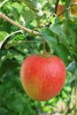 One big red ripe apple on the apple tree, fresh harvest of red a Royalty Free Stock Photo