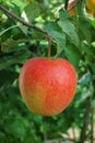 One big red ripe apple on the apple tree, fresh harvest of red a Royalty Free Stock Photo