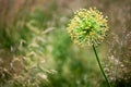 One big round decorative blossom onion yellow flower on green blurred bokeh background closeup Allium cristophii, Allium giganteum