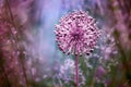 One big round pink flower blossoms close up on blue blurred background, Allium cristophii, allium giganteum ornamental plant