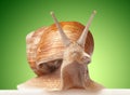 One big snail Royalty Free Stock Photo