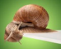 One big snail Royalty Free Stock Photo