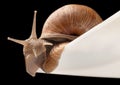One big snail Royalty Free Stock Photo