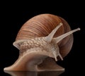 One big snail Royalty Free Stock Photo