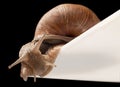 One big snail Royalty Free Stock Photo