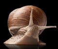 One big snail Royalty Free Stock Photo