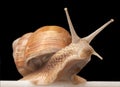 One big snail Royalty Free Stock Photo