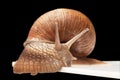 One big snail Royalty Free Stock Photo