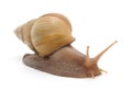 One big snail. Royalty Free Stock Photo
