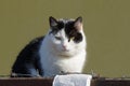 one big spotted black white cat Royalty Free Stock Photo