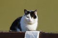 Spotted black white cat sitting on a brown fence in the street Royalty Free Stock Photo