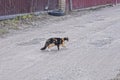 one big spotted cat walks along a gray road Royalty Free Stock Photo