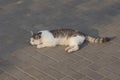 One big spotted stray cat lies on a gray pavement Royalty Free Stock Photo