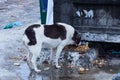 A large spotted stray hungry dog stands outside in the snow