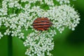 One big striped beetle sits on a white wild flower