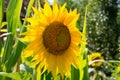 Radiant Sunflower Delight: Nature\'s Golden Marvel Royalty Free Stock Photo