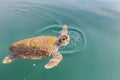 One big swimming sea turtle Caretta Royalty Free Stock Photo