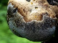 One big tinder fungus fomes fomentarius mushroom growing on tree trunk in forest