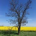 One big tree and bright yellow camomile meadow on a blue sky Royalty Free Stock Photo