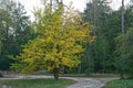 Big tree with yellow leaves by the road at the edge of the forest Royalty Free Stock Photo