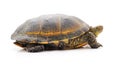 One big turtle Royalty Free Stock Photo