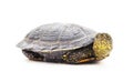 One big turtle Royalty Free Stock Photo