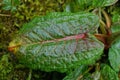 One big and wet leaf of a wild burdock plant Royalty Free Stock Photo