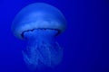 Big white jellyfish swimming in blue sea water Royalty Free Stock Photo