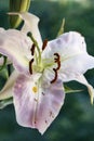 One big white lily with drops of water on the petals