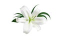 One big white lily flower with green leaves on white background isolated close up, beautiful lilly floral pattern, design element