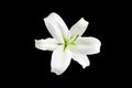 One big white lily flower with green stamens on black background isolated close up top view single beautiful blooming lilly flower