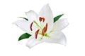 One big white lily flower with red stamens, pollen and green leaves on white background isolated closeup, lilly floral pattern Royalty Free Stock Photo