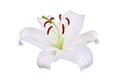 One big white lily flower with red stamens and pollen on white background isolated closeup, single beautiful lilly macro Royalty Free Stock Photo