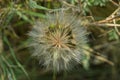 One big white wild dandelion in nature Royalty Free Stock Photo