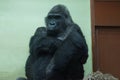 One big wild black monkey gorilla sits against a wall Royalty Free Stock Photo