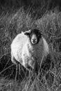 One Big Woolly Sheep. Royalty Free Stock Photo