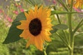 One big yellow brown blooming sunflower flower Royalty Free Stock Photo