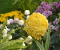 One big yellow chrysanthemum flower blossoms in sunny day Royalty Free Stock Photo